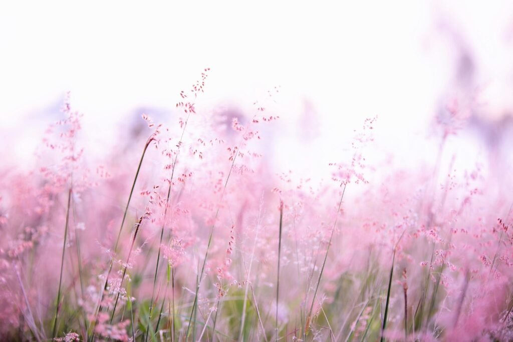 pexels-photo-1128797-1128797 Delicate pink wildflowers softly swaying in a sunlit field, creating a tranquil and dreamy atmosphere.