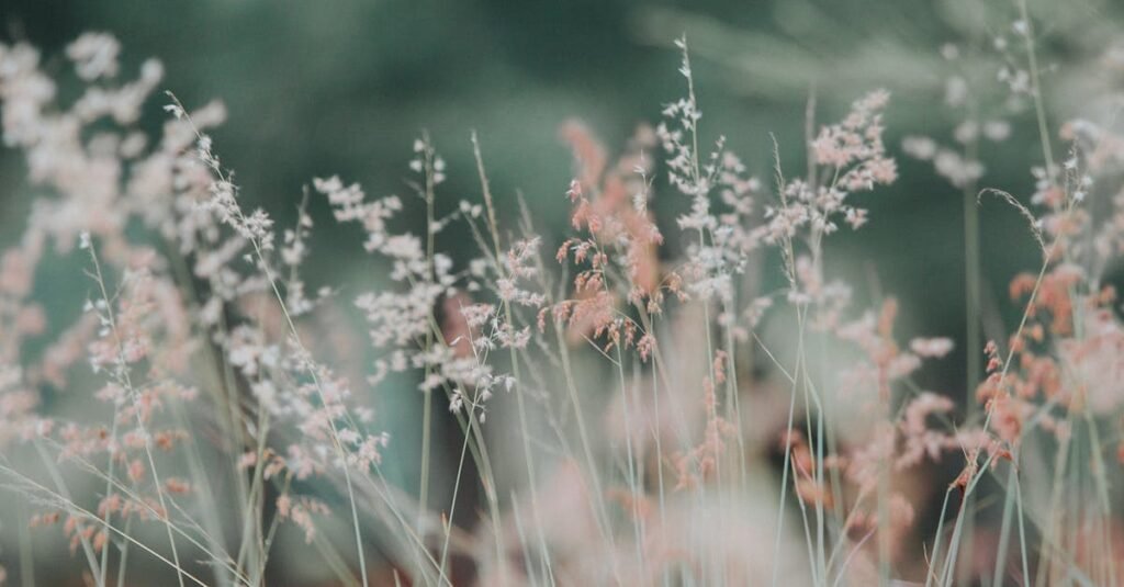 A tranquil meadow featuring delicate grasses in soft, dreamy focus, perfect for nature-themed backgrounds.
