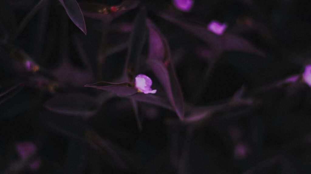 Close-up of purple tradescantia plants featuring delicate pink blossoms in soft lighting.