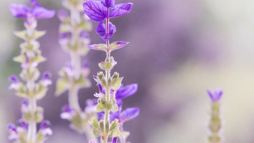nature, beautiful flowers, flower, lavender, flower wallpaper, flower background, bloom, blossom, botany, macro, field