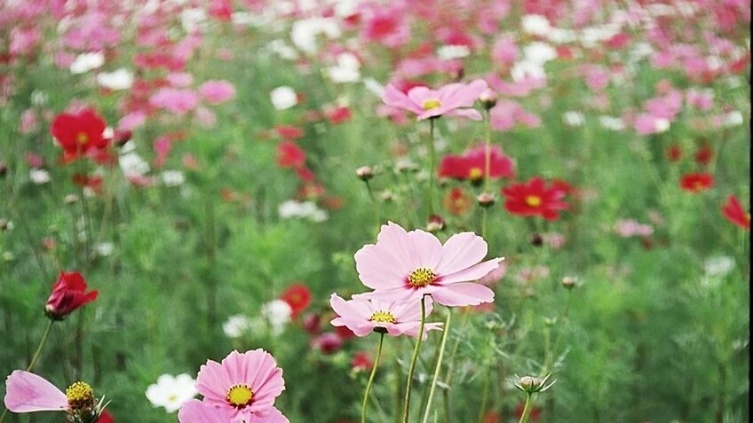 flowers, beautiful flowers, spring, flower background, cosmos, field, flower wallpaper, botany, seasonal, bloom, blossom, nature