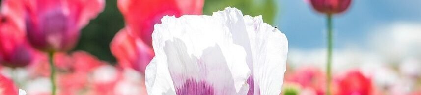 poppies, poppy field, corn poppies, meadow, beautiful flowers, nature, flowers, field of flowers, flower background, flower wallpaper, field, flora, blossom, bloom