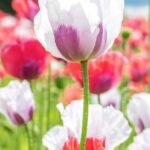 poppies, poppy field, corn poppies, meadow, beautiful flowers, nature, flowers, field of flowers, flower background, flower wallpaper, field, flora, blossom, bloom