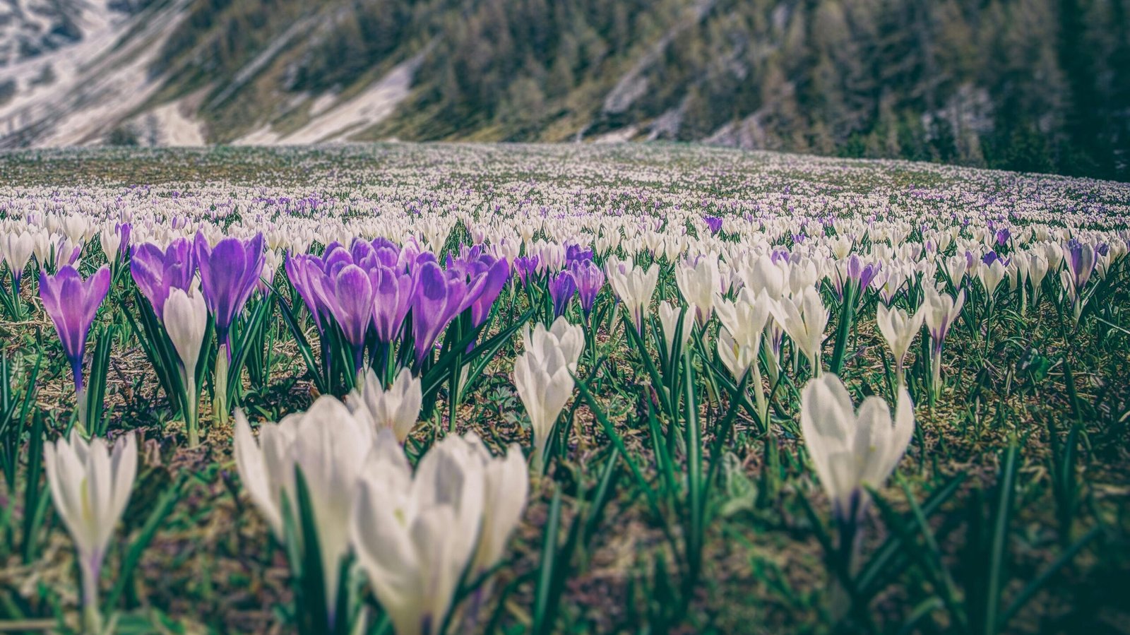 A stunning field of purple and white crocus flowers blooming in a scenic mountain landscape.