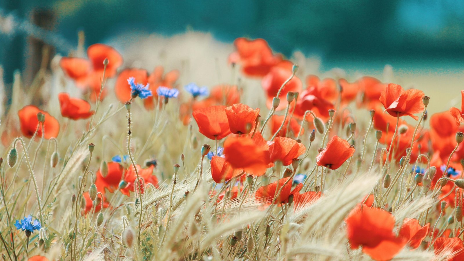 A bright field filled with red poppies and blue cornflowers in full bloom during summer.