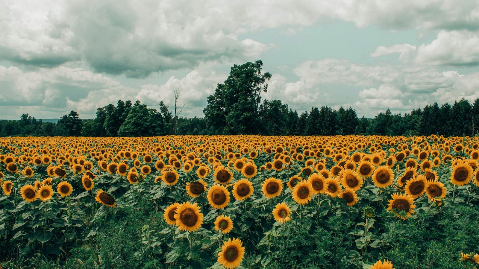 Expansive field of vibrant sunflowers under a dramatic cloudy sky.