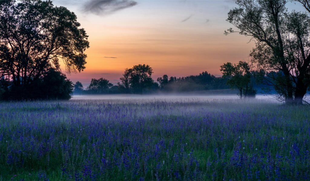 A tranquil scene of a misty flower field with vibrant colors during dawn. Perfect nature shot.