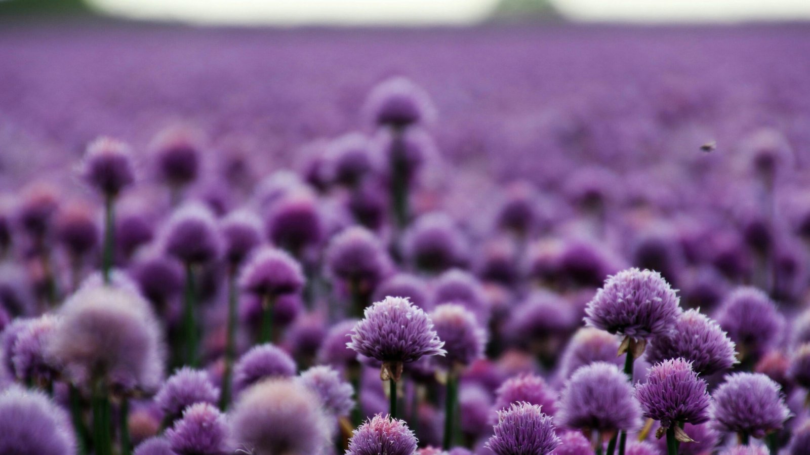 A vast field of purple chive blossoms in Kjellerup, Denmark, exuding spring's vibrant charm.