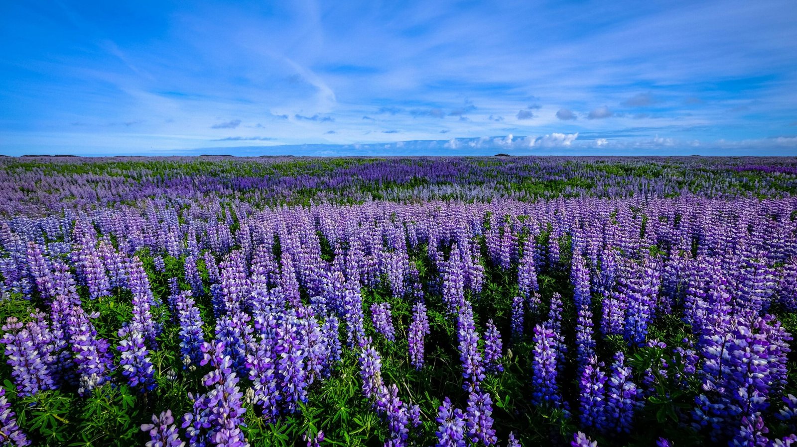 A breathtaking view of a vibrant lupine field blooming under a clear blue sky, capturing the essence of spring serenity.