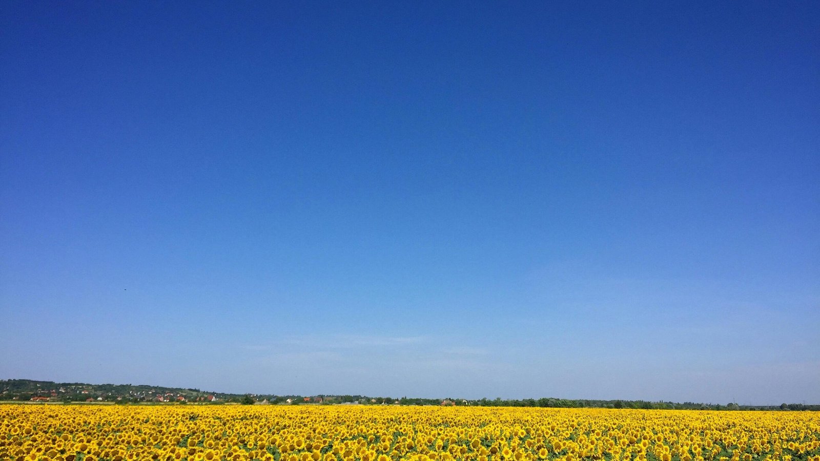 A vast sunflower field with bright yellow blooms against a clear blue sky, perfect for serene backgrounds.