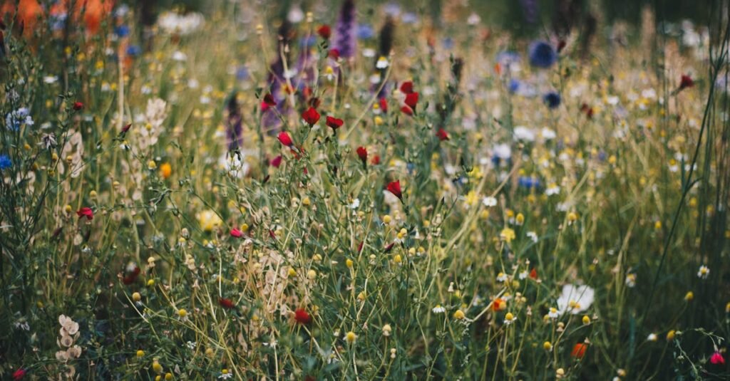 A colorful array of blooming wildflowers in a natural meadow, capturing summer's essence.
