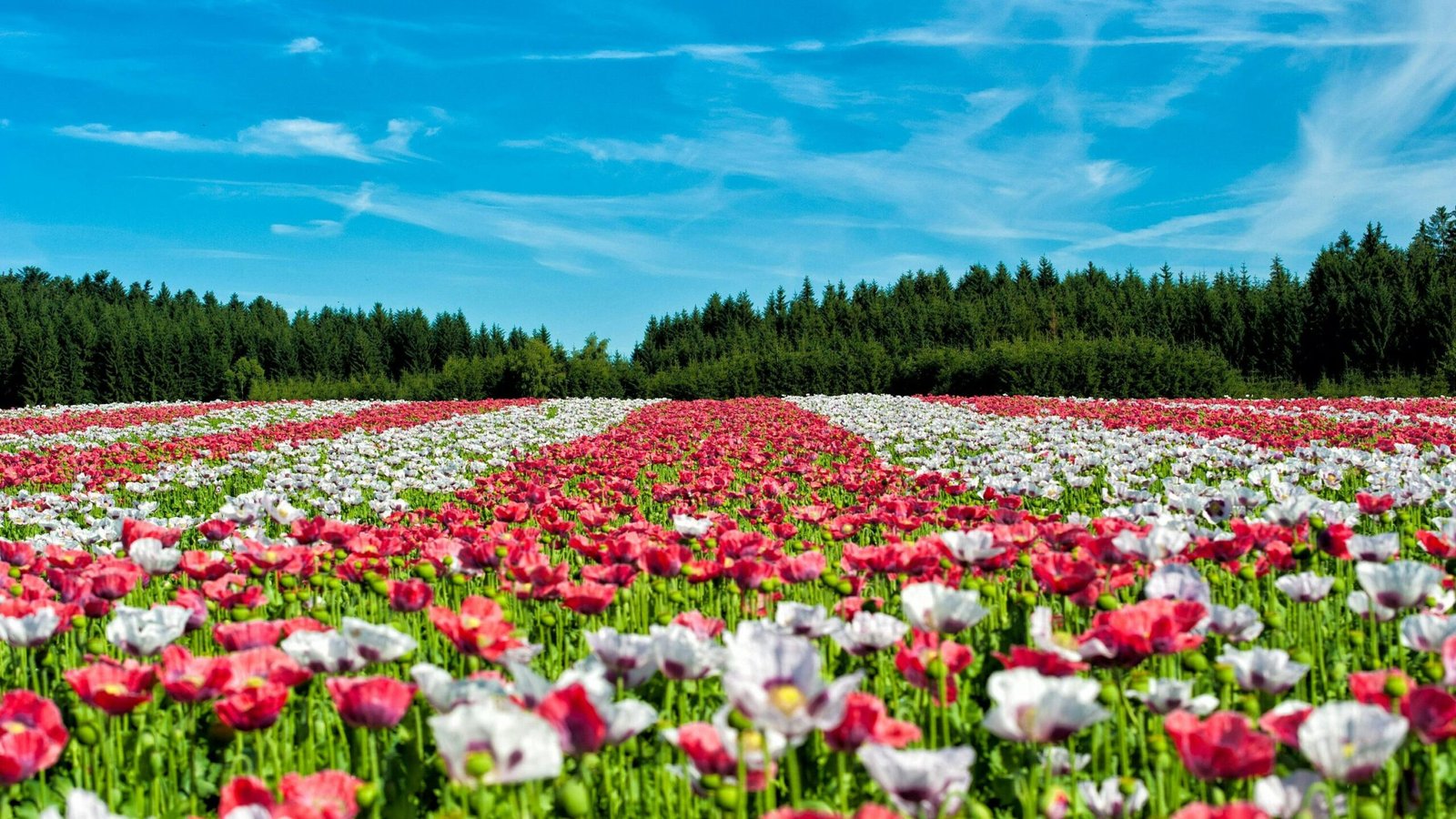 Colorful poppy field in full bloom under a vivid blue sky, with a forest backdrop.